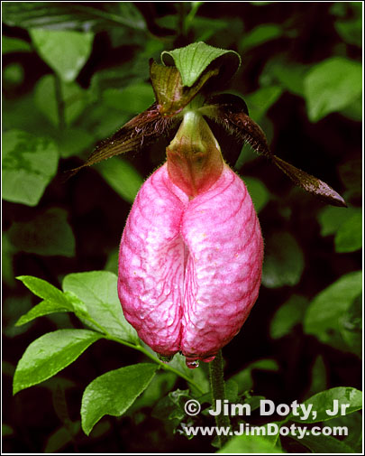 Pink Lady Slipper Orchid, Bishop's Bog, Portage, Michigan. Photo copyright Jim Doty Jr.