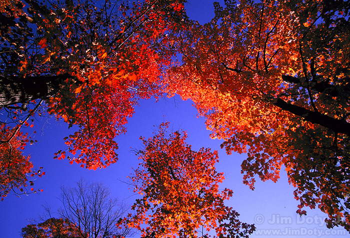 981009-fall-maple-leaves-CBZ33-w7