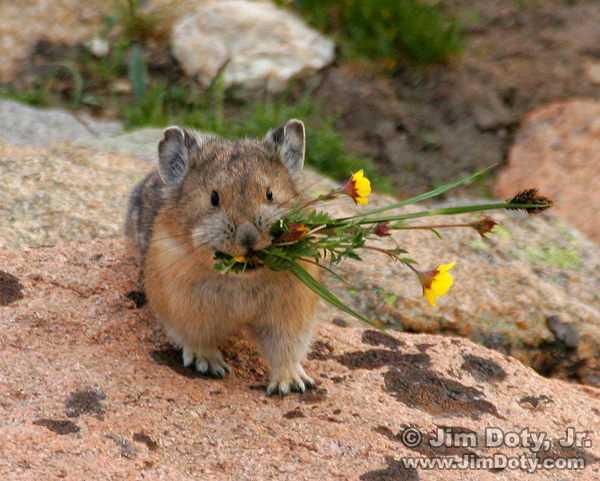 Pika, Rocky Mountain National Park, Colorado