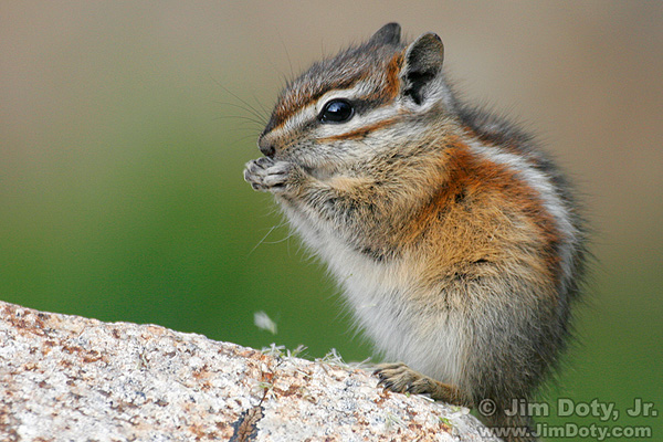�Least Chipmunk�, Indian Peaks Wilderness, Colorado