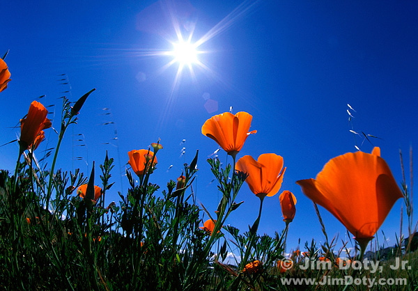 California Poppies