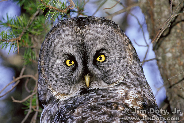 Great Gray Owl. Photo Copyright Jim Doty Jr.