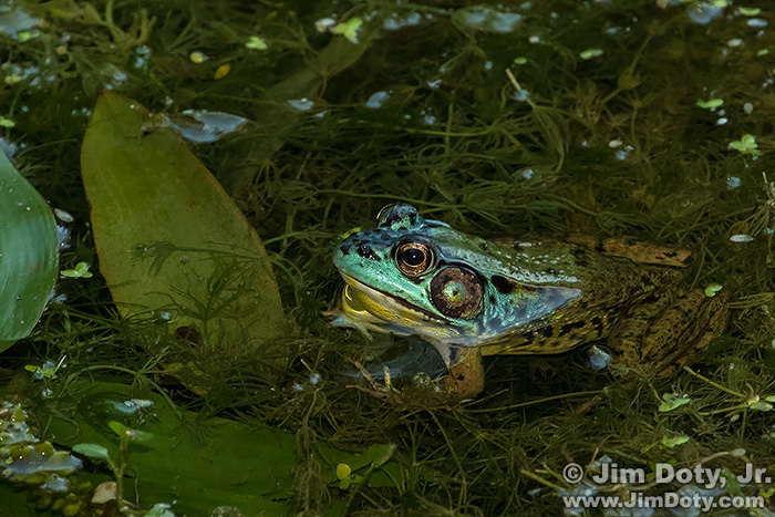 Blue headed green frog