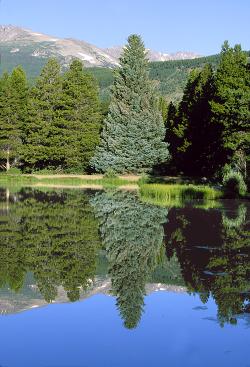 Blue Spruce Reflected in Sprague Lake