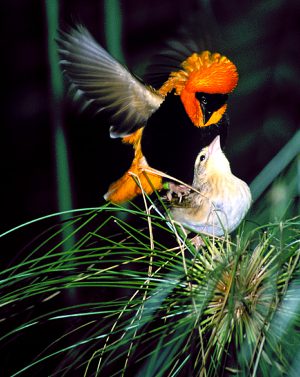 Bishop's Weaver Mating