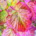 121006-autumn-leaves-Banff-iP-5980-w7