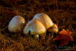 121010-mushrooms-5D3-3812-w7