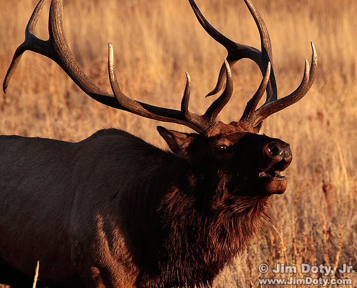 Bugling elk, Rocky Mountain National Park