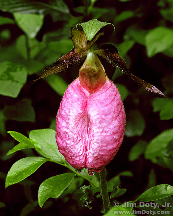 Pink Ladyslipper Orchid. Photo � Jim Doty, Jr.