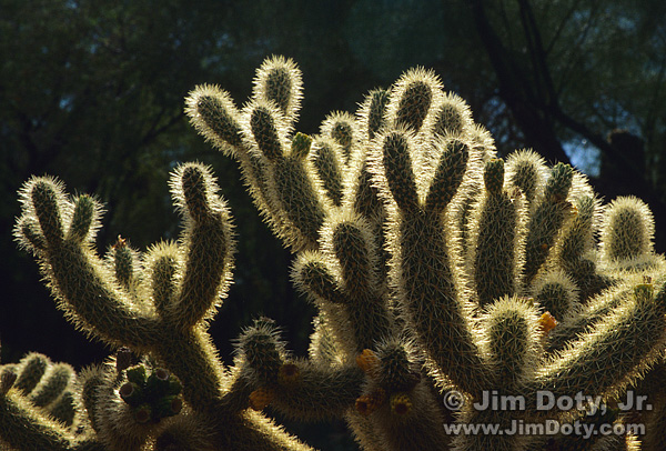 BAcklit Cactus. Photo copyright Jim Doty Jr.