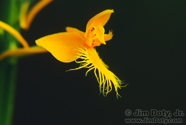 Yellow Fringed Orchid, Bishop’s Bog Nature Preserve, Michigan