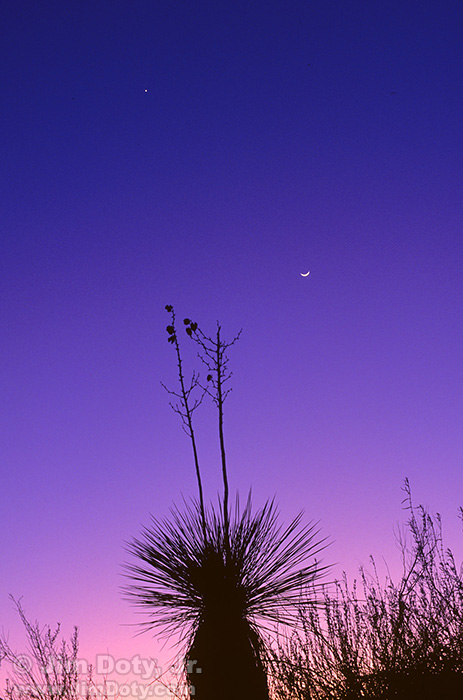 Moon Over Yucca, White Sands New Mexico